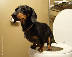 Crusoe on the Toilet