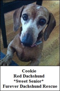 Cookie - Furever Dachshund Rescue