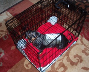 Li'l Girl in Crate After Surgery