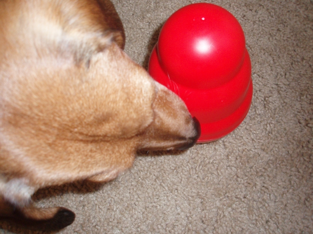 KONG Wobbler Dog Toy Review