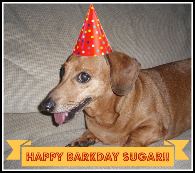 Happy 12th BarkDay Sugar!!