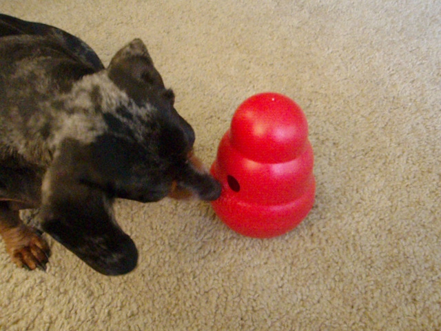 Tilly playing and feeding herself with 'Kong Wobbler' food dispensing toy!  