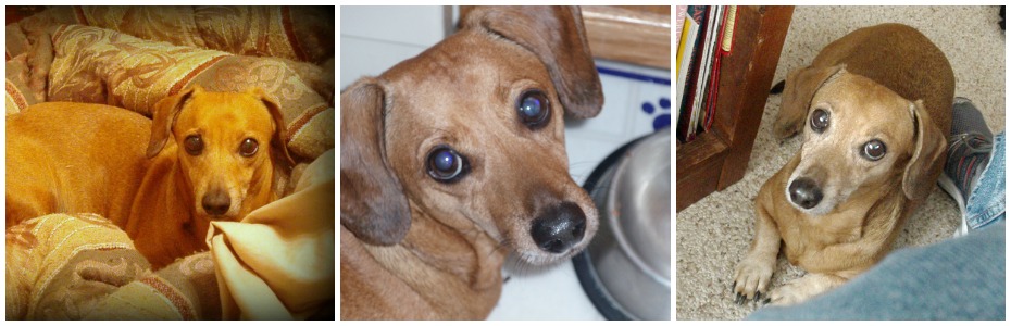 What agencies offer dachshund rescue in Florida?