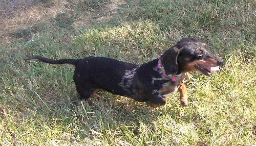 Serena - Adoptable Dachshund