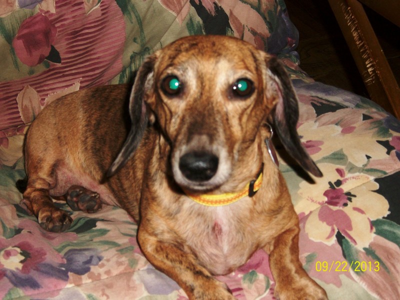 Lacey - Adoptable Dachshund