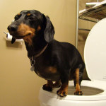 Crusoe on the Toilet