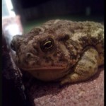 Mr. Toad