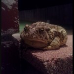 Mr. Toad