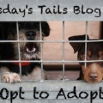 Tuesdays Tails Blog Hop