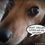 Austin: KONGs are my specialty!