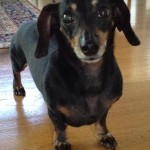 Franny – Furever Dachshund Rescue