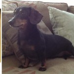 Franny – Furever Dachshund Rescue