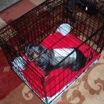 Li’l Girl in Crate After Surgery