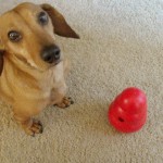 Austin With Kong Wobbler