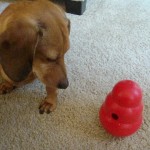 Austin With Kong Wobbler