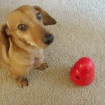 Austin With Kong Wobbler