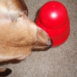 Austin With Kong Wobbler