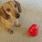 Austin With Kong Wobbler