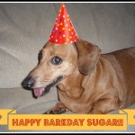 Happy BarkDay Sugar!!