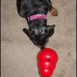 Li’l Girl With Kong Wobbler