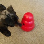 Li’l Girl With Kong Wobbler