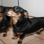 Maximus & Kiki – Furever Dachshund Rescue