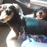 Maximus & Kiki – Furever Dachshund Rescue