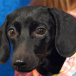 Ivy – Adoptable Dachshund