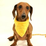 Pretzel – Adoptable Dachshund