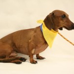 Pretzel – Adoptable Dachshund