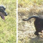 Serena – Adoptable Dachshund