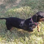 Serena – Adoptable Dachshund