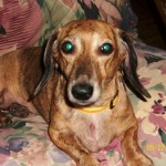 Lacey – Adoptable Dachshund