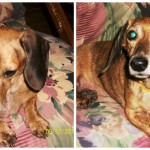 Lacey – Adoptable Dachshund