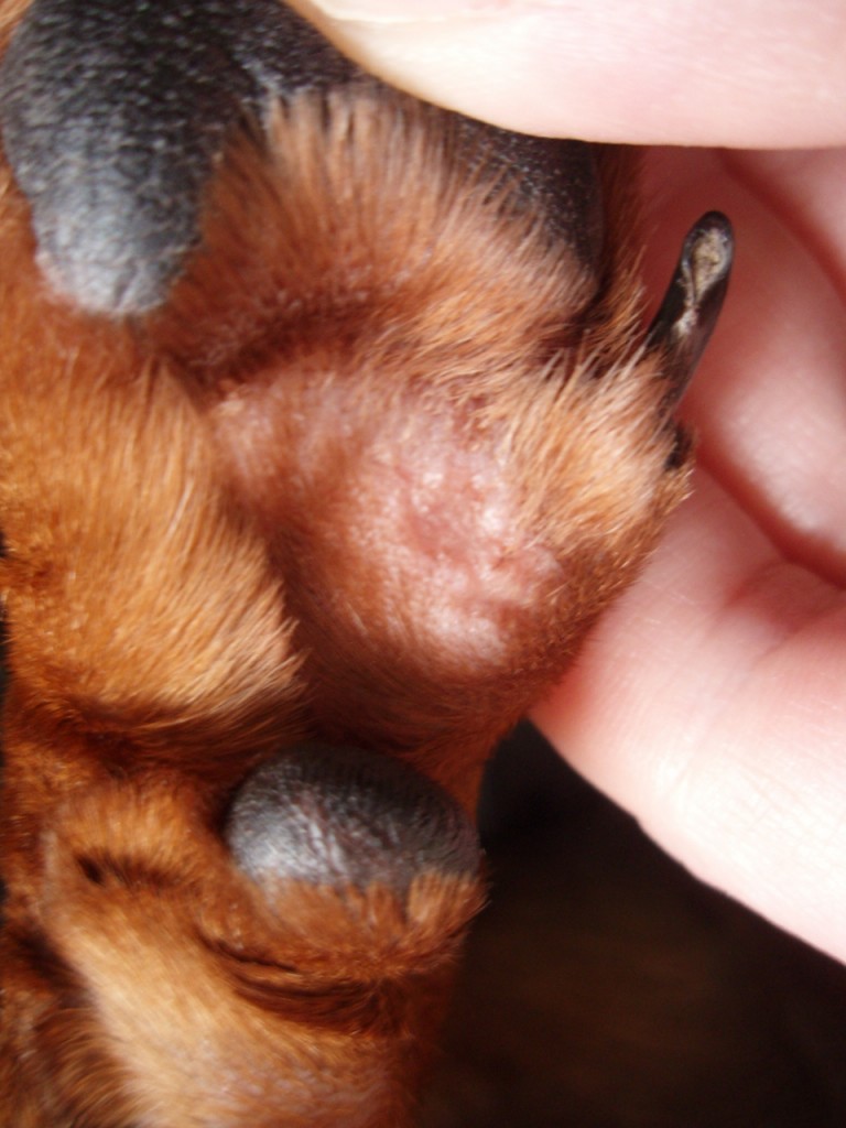 Li'l Girl - Paw Problem