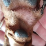 Li’l Girl – Paw Problem